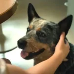 O Fim da Rua: cachorro morre no final? Veja spoiler