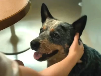 O Fim da Rua: cachorro morre no final? Veja spoiler