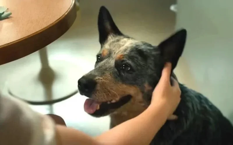 O Fim da Rua: cachorro morre no final? Veja spoiler