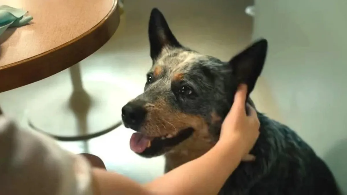 O Fim da Rua: cachorro morre no final? Veja spoiler